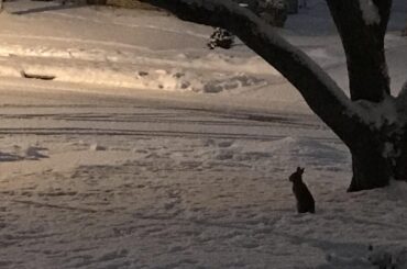 Snowy early morning bunny standing up
