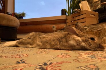 Alaska summer days are *almost* as long as this midnight hop noodle.