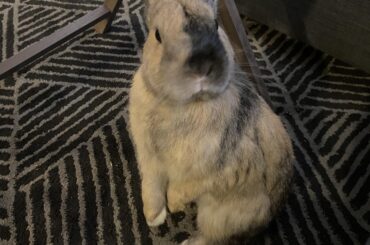 When he hears the pellet bag