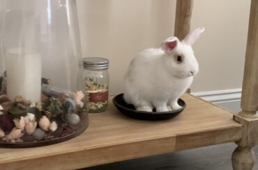 If Scouts tush fits, he sits🐇😂😂