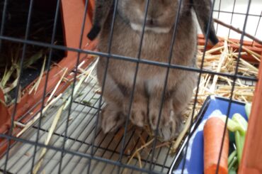 Im in timeout for peeing in my owners lap again ...