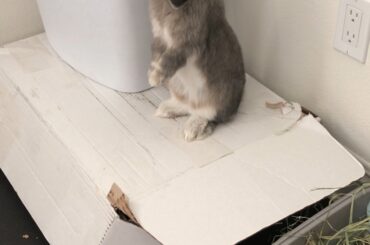 Basil protecc his hay