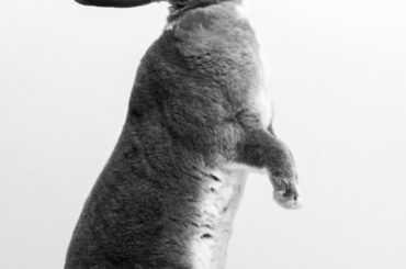 Kangaroo Cat ROARS like a T-Rex - B&W Portrait of Albert the Rabbit [OC]