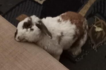 My little guy recovering from tilt