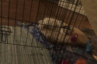 Croissant and lag loaf. No fear, the gate was open for free roam!