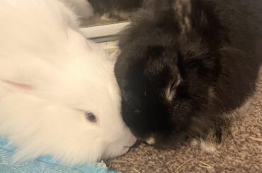 Bun snugs