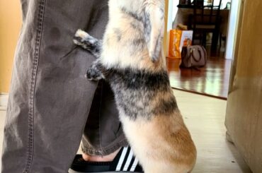 Stretched to the max for some celery