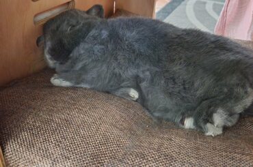 Such a sleepy cutie 🥰