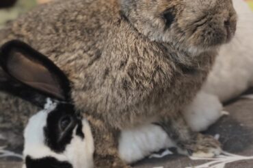 Bella would do anything for love and cuddles… including a giant Rusty SMOOSH