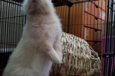 Little bun standing tall