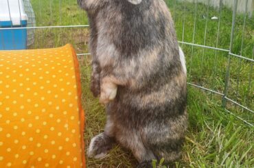 Rex's first outing in the garden