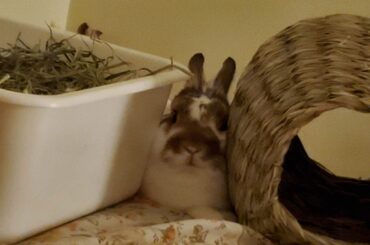 several hides and an entire bed to himself, why?