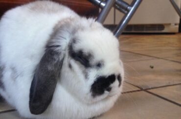 This tiny loaf is more like a muffin top
