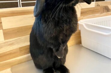 May I take your order? Might I recommend our fine blend of hays, along with a garden salad and banana slice for dessert?