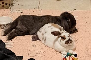 Approximate noodles/baguettes come in twos.