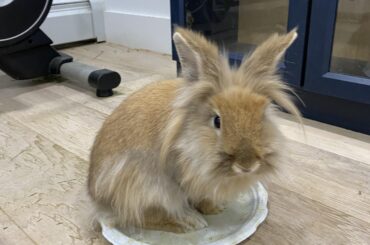 Puffy on a plate