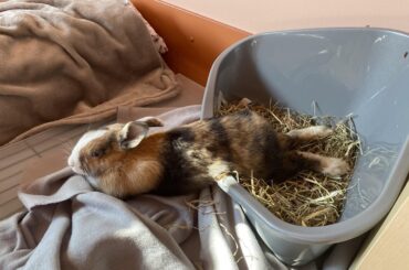 Hmm… very comfortable?