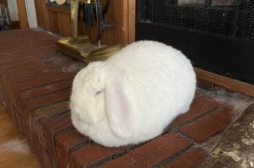 A boule proofing on the hearth