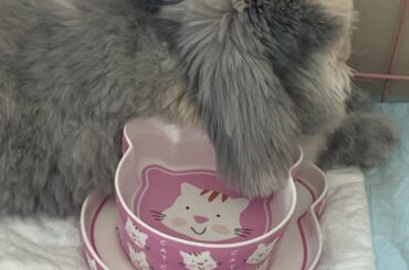 cooling her ears off with water bowl