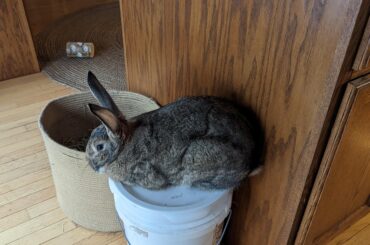 he's decided that it's bucket time