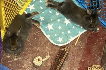 Babies practicing noodle stretch