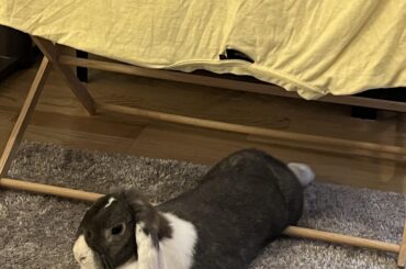 Laying on the drying rack is very comfortable
