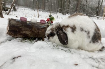 Tundra loves snow🥰