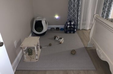 Marley Stretched out with a carrot between his legs 😂🥕 His Favorite Toy🥕🐰🥕