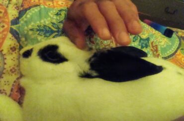 She will grab my hand and nip at it if she doesn't get constant pets.