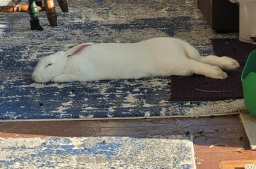 Yar, tis a flat noodle