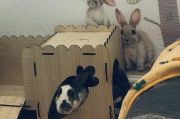 My hiding spot after peeing on the cat 🐱🐰