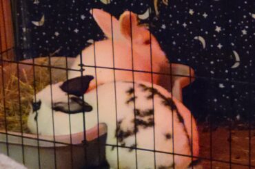 bunnies, like cats, are liquid