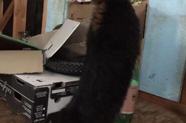 Impressive reach for such a teeny little bloob