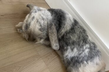 Using his paws as a pillow… that’s new