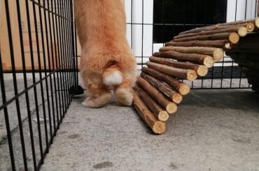 A baby bun scoping out the area