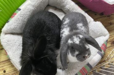 Murry and melon, morning wake up loaf