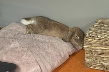 More of the Chonki Pillow Chronicles. She’s almost at 100% pillow 😅
