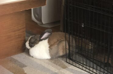 PSA: remember to rotate your loaves halfway through the bake! Otherwise they will be doughy on one side; burnt on the other.
