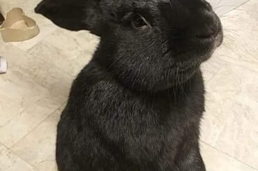 I was told y'all would enjoy a pic of my boy, Riku