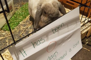 Bunny was caught out.... (xpost from r/rabbits)