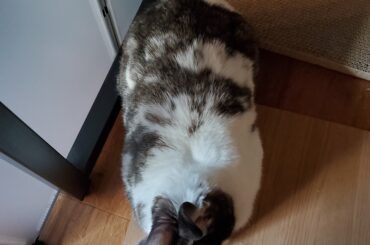 Long-eared potato loaf