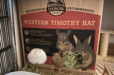 Have you seen my bun-bun?