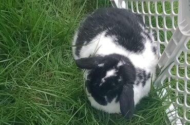 kinda cow spotted round loaf