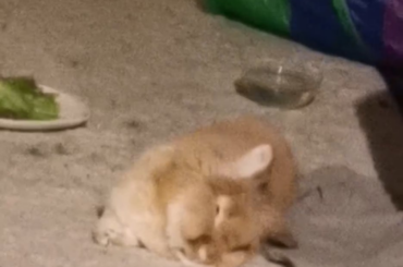 He do be sleeping