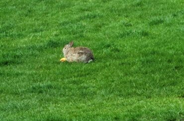 loaf baked in the wild