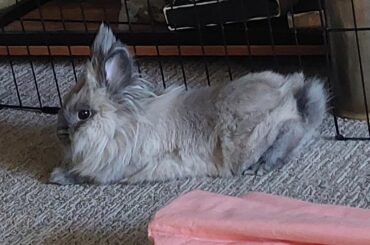 Why use the pet bed when you can sit like this?