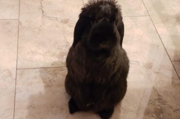 no u can't have dinner gimme treat now >:(