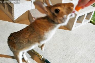 Wild bunny stands up and walks the walk.