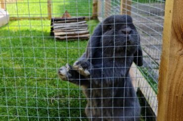 Big boy thor doing a big boy pose