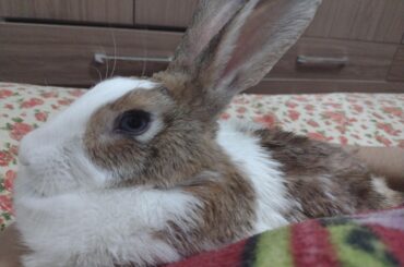 I bought a new bed, but my baby is enjoying it so much he won't let me sleep
